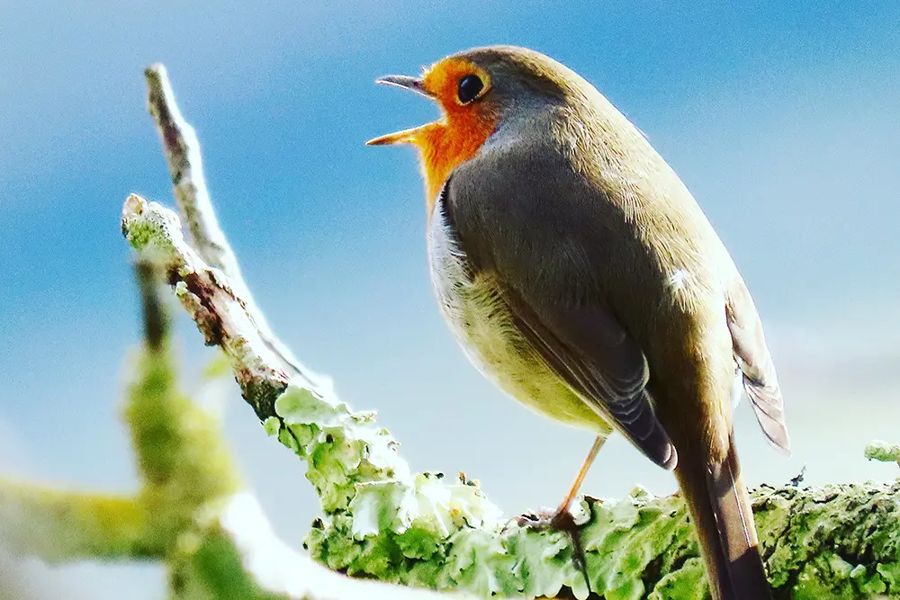 Raitán sobre una rama